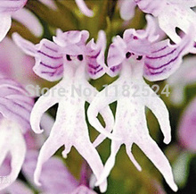 Exotic plants Orchids italica seeds – 50PCS Pyramid monkey orchid Italian man orchid Free shipping