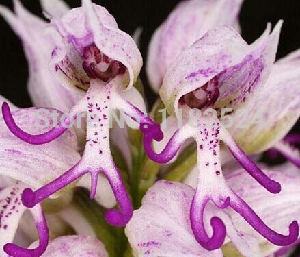 Exotic plants Orchids italica seeds 50PCS Pyramid monkey orchid Italian man orchid Free shipping