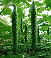 Free shipping Hot selling 100 pcs Of Cucumber,Cuke Seeds,Green Vegetable Seeds