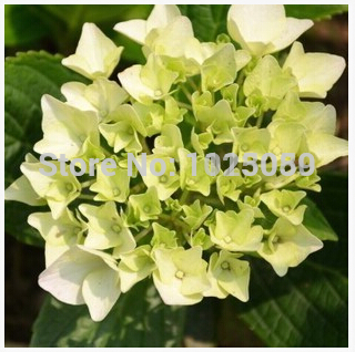 100pcs pack hydrangea seeds potted balcony planting is simple budding rate of 95 radiation absorption mixed