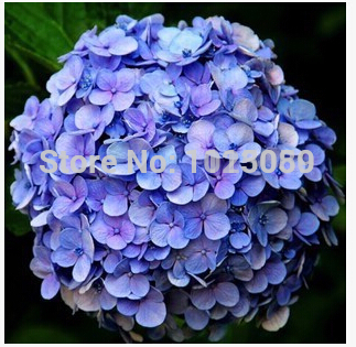 100pcs pack hydrangea seeds potted balcony planting is simple budding rate of 95 radiation absorption mixed