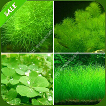 Live in the aquarium plants, moss grass seed plants seeds – 200 particles free Shipping