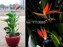 100pcs/pack.Flower pots planters Strelitzia reginae seeds hybrid bird paradise seed Bonsai plants Seeds for home & garden