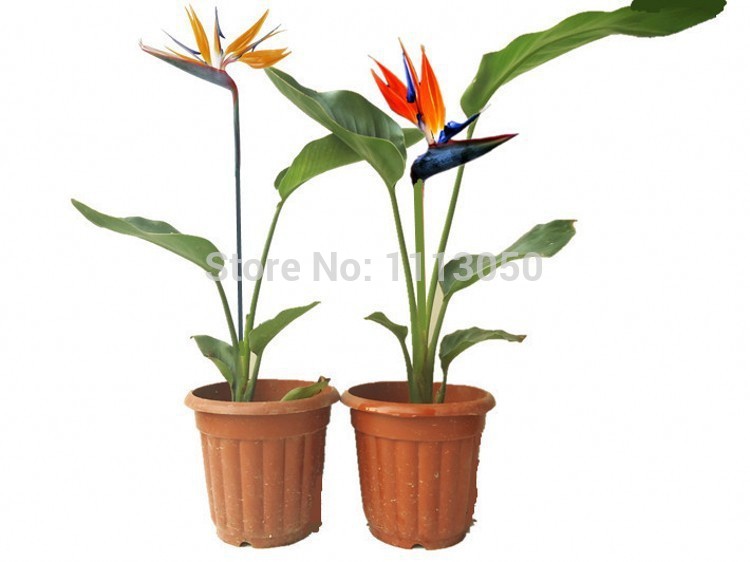 100pcs pack Flower pots planters Strelitzia reginae seeds hybrid bird paradise seed Bonsai plants Seeds for