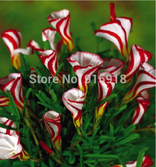 bonsai sementes oxalis flores versicolor 50pcs mundial plantio em casa rara