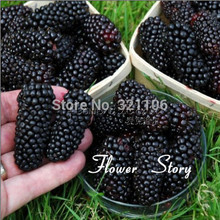 Big promotion 100 Thornless Blackberry Seeds ,delicious ,nutritious, sweet, natural snack, Perennial garden or pot fruit