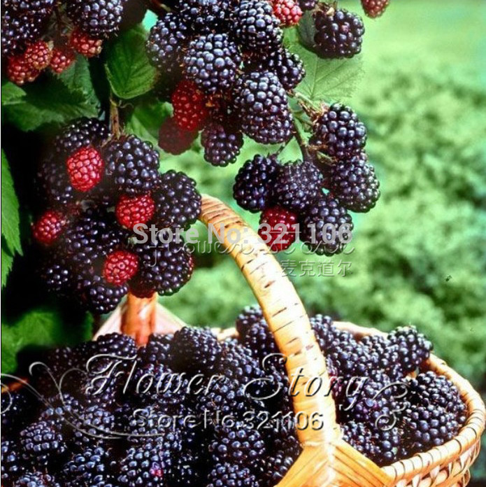Big promotion 100 Thornless Blackberry Seeds delicious nutritious sweet natural snack Perennial garden or pot fruit