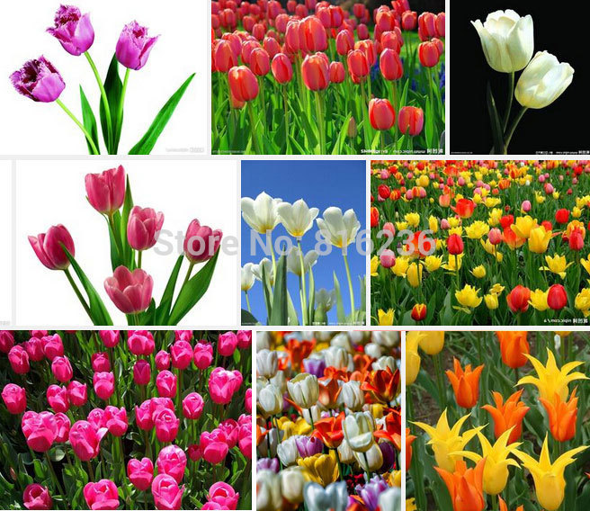 sementes de tulipa, tulipa - 100pcs sementes plantas potted, aeróbica de v