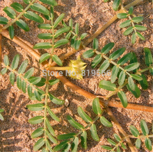 new Natural Dried Tribulus Terrestris Herbal Tea 250g Organic Chinese Health Care Beauty loose herbs free