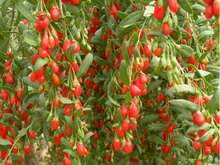 5A goji  Chinese wolfberry medlar bags in the herbal tea Health tea goji berries Gouqi berry organic food 100g