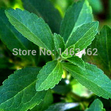 Stevia Seeds, Stevia Herbs Seeds Green Herb, Stevia rebaudiana Semillas for Garden Planting – 200 particles free Shipping