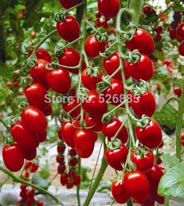 Leite de sementes de tomate vermelho, tomate cereja, frutas orgânicas de sementes de tomate e legumes - 20 partículas de semente