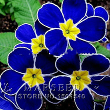 Free Shipping 100pcs Blue Primrose Seeds.Primula Malacoides Flowers Seeds.China Rare Flowers.