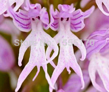 Orchis italica seeds, Pyramid monkey orchid, Italian man orchid, Home Garden Bonsai Balcony DIY – 100 PCS seeds/lot