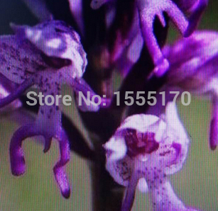 Orchis italica seeds Pyramid monkey orchid Italian man orchid Home Garden Bonsai Balcony DIY 100 PCS
