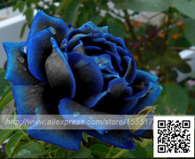Free Shipping 50 Midnight Supreme Rose Seeds , Rare color, Real seeds, Ideal DIY Home Garden Flower