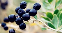 Lycium ruthenicum Wild Black Goji Berry Health Tea Goji Berries Chinese Wolfberry Medlar In The Herbal