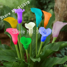 Flower seeds 100 PC bonsai colorful calla lily seed, rare plants flowers Home gardening DIY