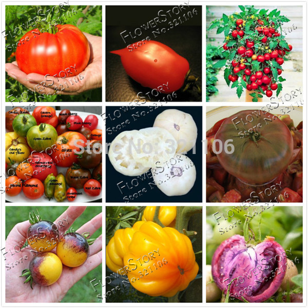  200 Mixed Tomato Seeds Organic Heirloom hardy heat resistant rich flavor by flower story free