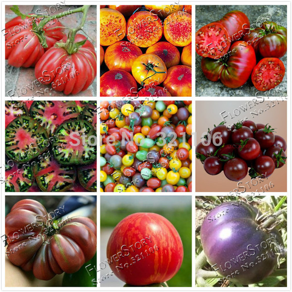  200 Mixed Tomato Seeds Organic Heirloom hardy heat resistant rich flavor by flower story free