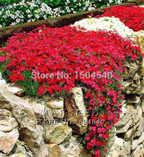 Free Shipping,50+ PERENNIAL FLOWERING GROUNDCOVER SEEDS -Rock Cress – Bright Red