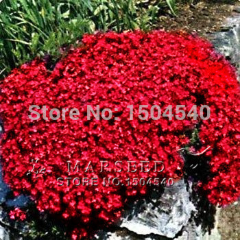Free Shipping 50 PERENNIAL FLOWERING GROUNDCOVER SEEDS Rock Cress Bright Red