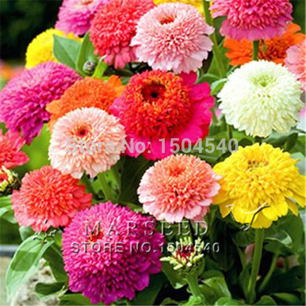 Small Flower Zinnia seeds Mixed colour about 50 pcs bonsai potted DIY home garden flower easy