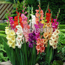 100/bag  Different Perennial Gladiolus Flower Seeds,  Rare Sword Lily Seeds  very beautoful for home garden planting