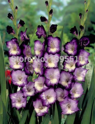 100 bag Different Perennial Gladiolus Flower Seeds Rare Sword Lily Seeds very beautoful for home garden
