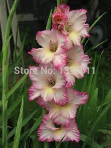 100 bag Different Perennial Gladiolus Flower Seeds Rare Sword Lily Seeds very beautoful for home garden