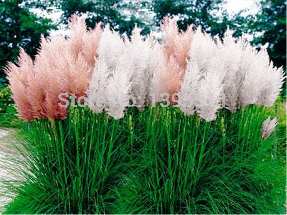 100 mixed colors Pampas Grass Seeds Cortaderia selloana makes a notable focal point in a garden