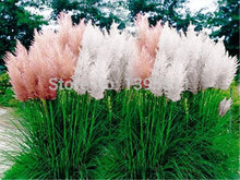 100 mixed colors  Pampas Grass Seeds Cortaderia selloana makes a notable focal point in a garden fast growing Ornamental Grass