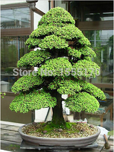 SACRED JAPANESE CEDAR – 20 PCS Semillas bonsai seeds
