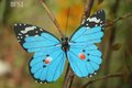Wholesale Vivid 8x6cm Cloth Butterfly Fridge Magnet Memo Holder Blue Home Decor Promotion Gifts 100pcs Mixed Lot Free Shipping
