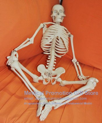 human skeleton models