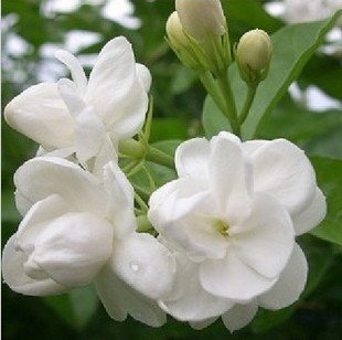 Bonsai Plant on Free Shipping  Wholesale  Diy Home Garden Plants 50piece Lot  Jasmine