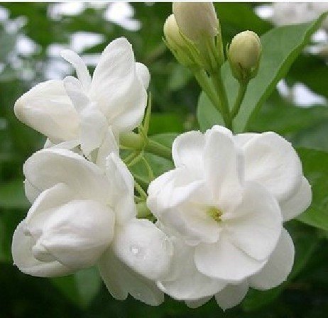 White Jasmine Flower 20pcs/bag white jasmine flower