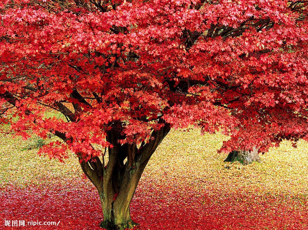 Japanese Red Maple