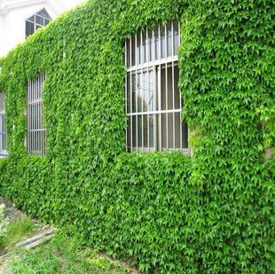 Indoor Creeper Plants
