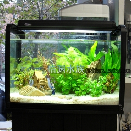 filter fish tank