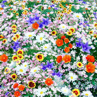 Promotion Offer Free shipping Flowers seeds wild flowers seeds combination seeds flower 200 bag(China (Mainland))