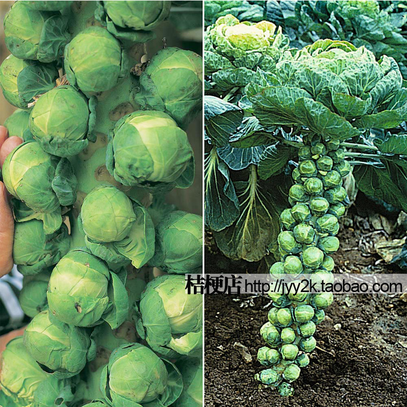 free shipping thousand-headed cabbage seeds  brussels sprouts