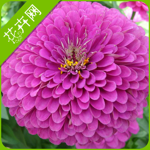 100 grass seed flower big flowers grow 50(China (Mainland))