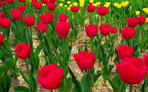 VENTA DE TULIPANES venta de tulipanes: