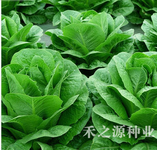High quality seeds four seasons organic seaweed(China (Mainland))