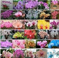 100 stück* 30 verschiedene Arten Blended- Farbe schmetterling orchidee blume samen phalaenopsis blume bonsai pflanzensamen* Kostenloser Versand