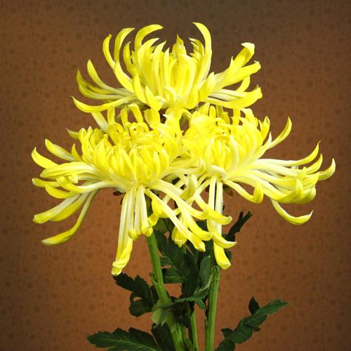 Chrysanthemum artificial flower decoration flower silk flower yellow(China (Mainland))