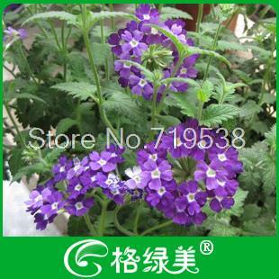 VERBENA HIBRIDO verbena hibrido: