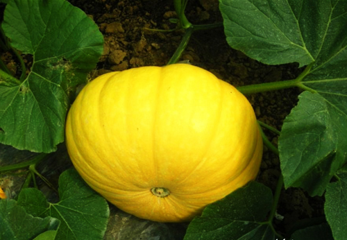 Купить 5 пакеты 25 семян тыквы семя гигантские тыквы cucurbita ...