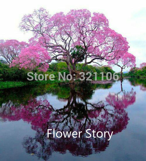 25 Paulownia Seeds princess tree or empress tree  Pink Flower and fragrant